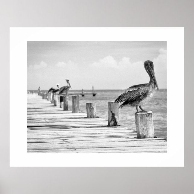 Póster Pelicans Poster (Frente)