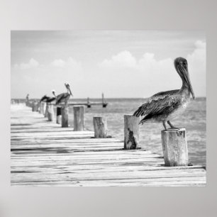 Póster Pelicans Poster
