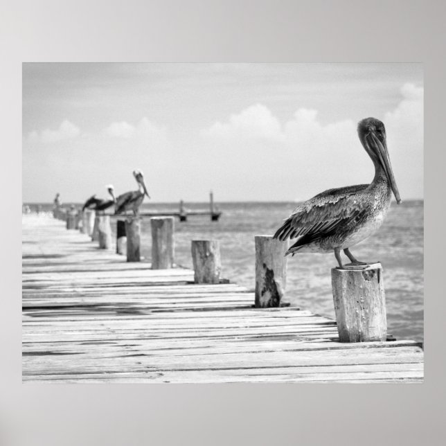 Póster Pelicans Poster (Frente)