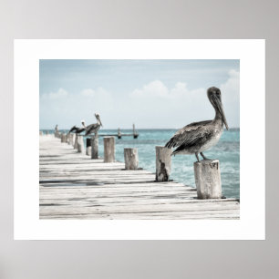 Póster Pelicans Poster