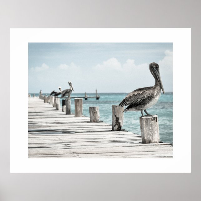 Póster Pelicans Poster (Frente)