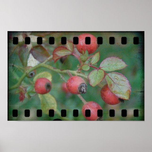 Póster Película Rosa (Frente)