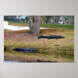 Póster Peligro de caimanes en campo de golf