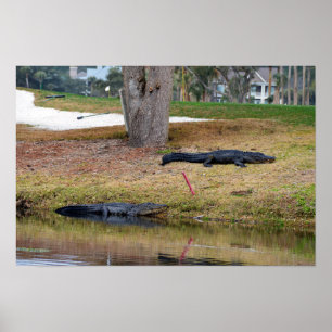 Póster Peligro de caimanes en campo de golf