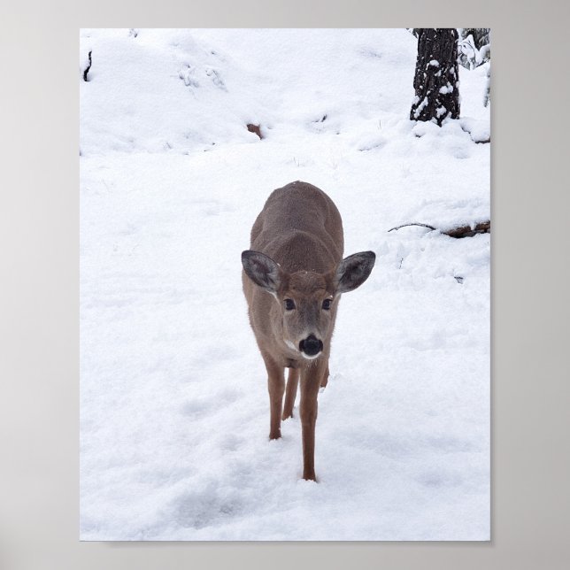 Póster Peluquería de ciervos en la nieve Montana Wildlife (Frente)