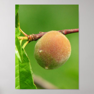 Póster Pelusa del melocotón