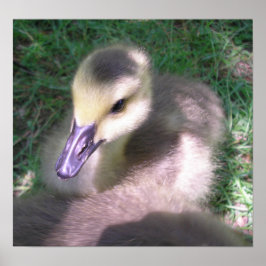 Póster Pelusa y Cosas