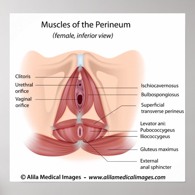 Póster Pelvis femenina y músculos del perineo, etiquetado (Frente)