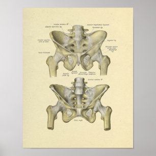 Póster Pelvis Lumbar Joint Anatomy Bones Print