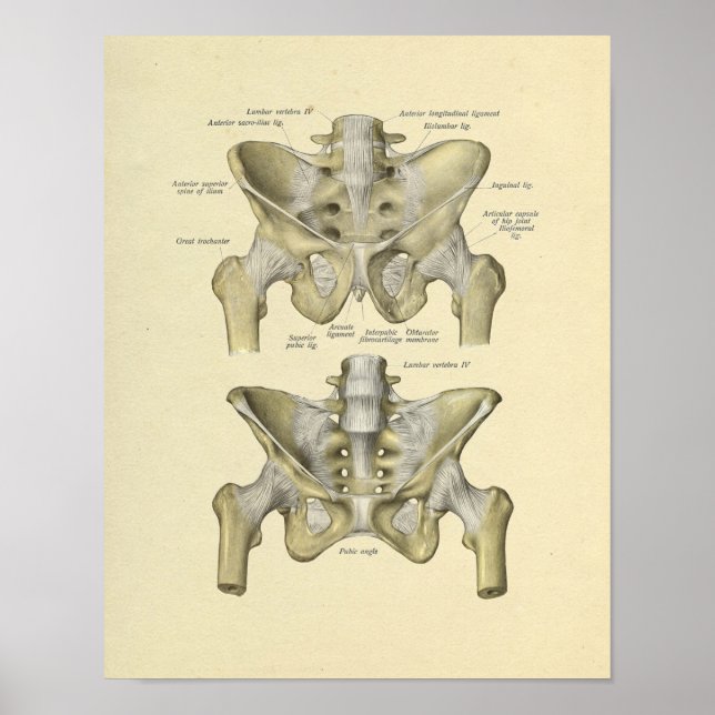 Póster Pelvis Lumbar Joint Anatomy Bones Print (Frente)