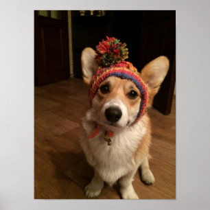 Póster Pembroke del Corgi Galés que lleva un gorra tejido