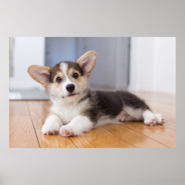 Póster Pembroke Welsh Corgi Puppy (Frente)