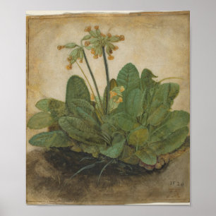 Póster Penacho de Cowslips de Albrecht Durer