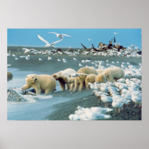 Póster Pendiente Norte, Alaska. Osos Polares Ursus