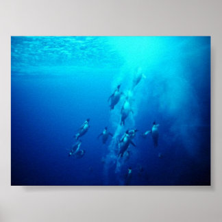 Póster penguin