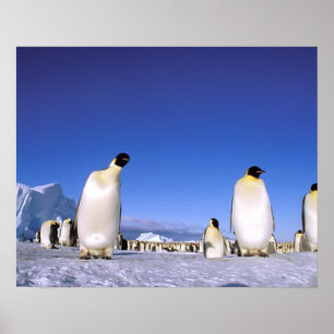 Póster Penguin   Antarctica, Antarctic Peninsula
