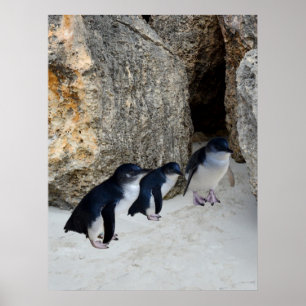 Póster Penguin Beach House