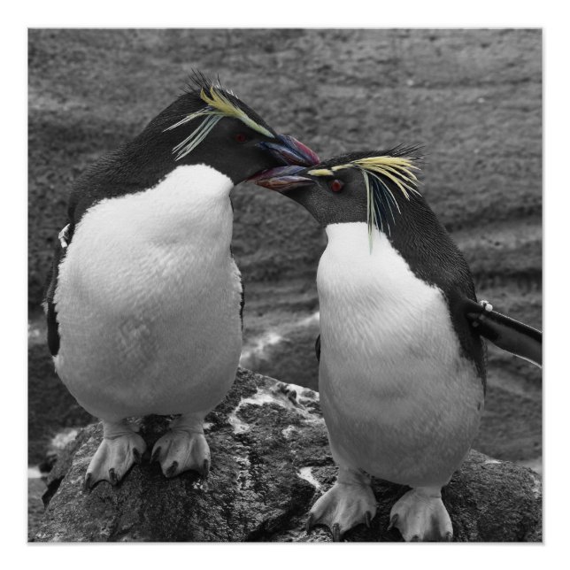 Póster Penguin Colour Splash (Anverso)
