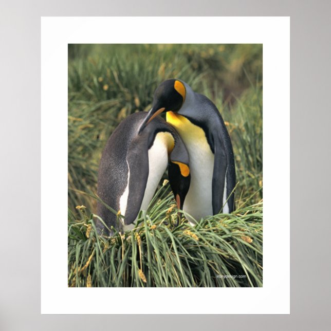 Póster Penguin Cuddle (Frente)