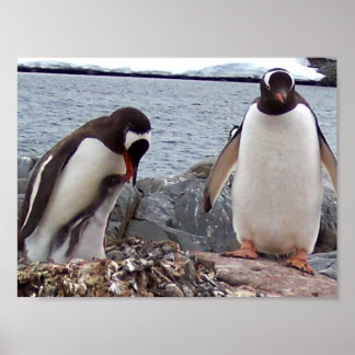 Póster Penguin Family Portrait