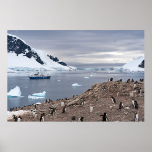 PÓSTER PENGUINS BESIDE SEA