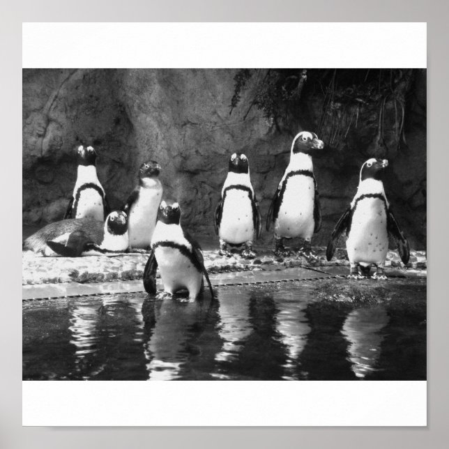 Póster Penguins Galore (Frente)