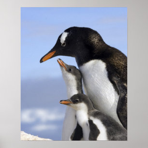 Póster Península antártica, puerto de Neko, Gentoo