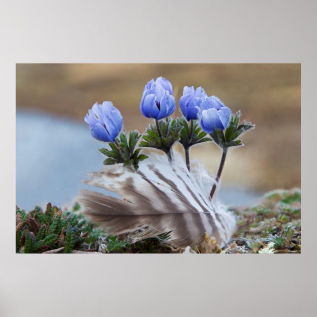 Póster Península de Seward, Alaska, Flores Silvestres Árt (Frente)