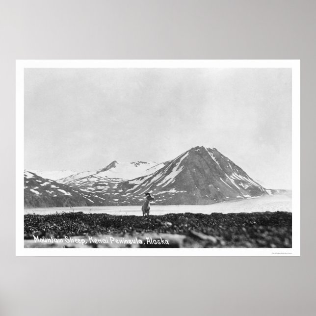 Póster Península de Sheep Kenai Alaska 1912 (Frente)