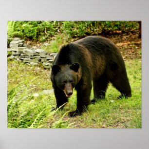 Póster Pennsylvania Black Bear