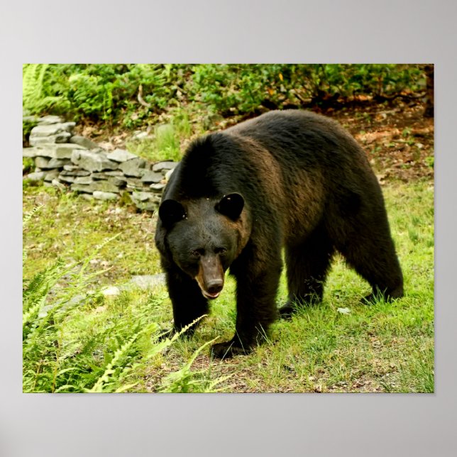 Póster Pennsylvania Black Bear (Frente)