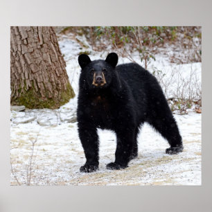 Póster Pennsylvania Black Bear in Winter