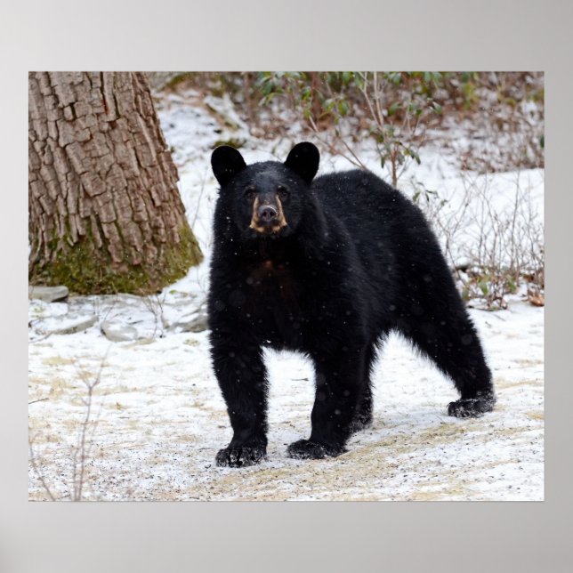 Póster Pennsylvania Black Bear in Winter (Frente)