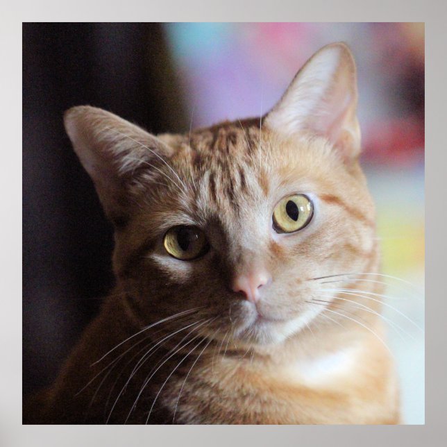 Póster Penny (Frente)