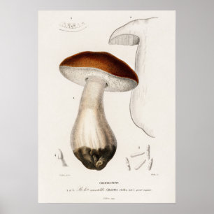 Póster Penny bun (Boletus edulis)