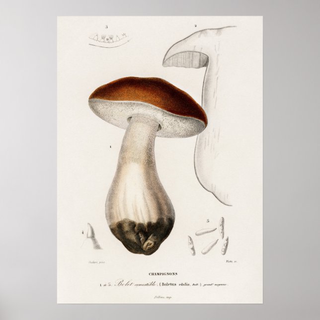 Póster Penny bun (Boletus edulis) (Frente)