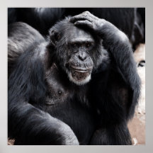 Pensamiento de los chimpancés