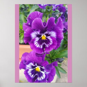 Póster Pensamientos Azules Flor Floral Jardín