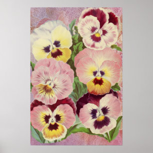 Póster Pensamientos rosas y púrpuras y Ephemera de encaje