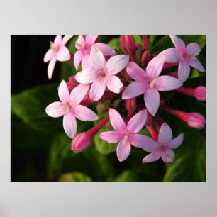 Póster Pentas poster