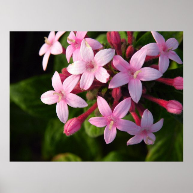 Póster Pentas poster (Frente)