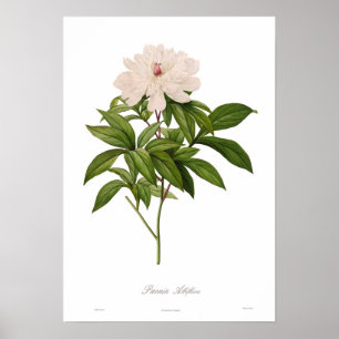 Póster Peonia albiflora