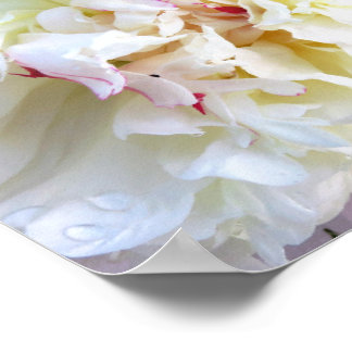 Póster Peonía blanca teñida de rosa