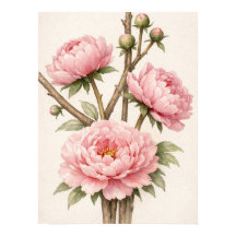 Peonía Botánica Rosa