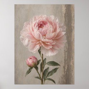 Póster Peonía Rosa Sonrojada Floral Botánico