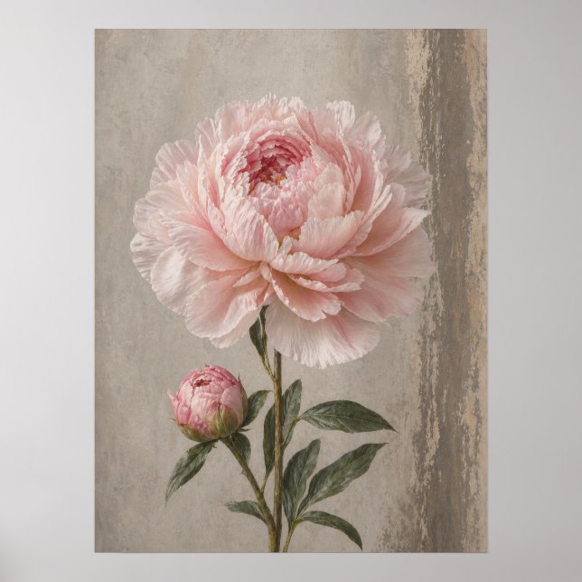 Póster Peonía Rosa Sonrojada Floral Botánico (Frente)