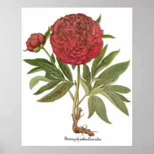 Póster Peonías antiguas, Flores de peonía por Basilius Be