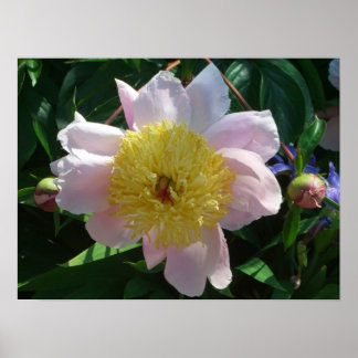 Póster Peonías rosas y amarillas hermosas flores