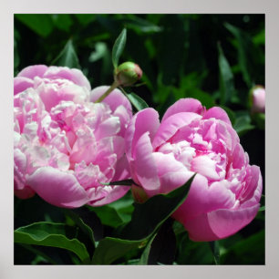 Póster Peonies