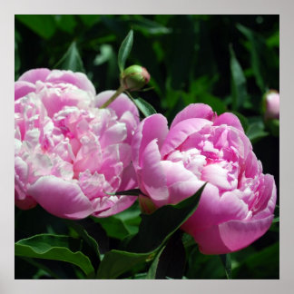 Póster Peonies